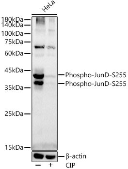 Phospho-JunD (Ser255) Antibody in Western Blot (WB)