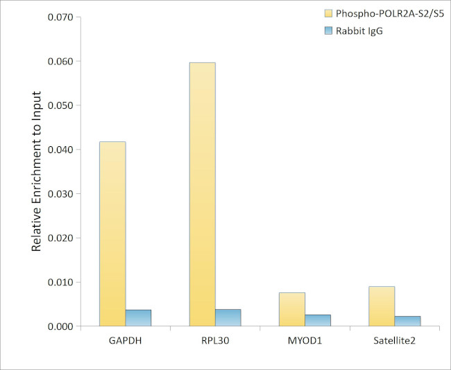 Phospho-RNA pol II CTD (Ser2, Ser5) Antibody in ChIP Assay (ChIP)