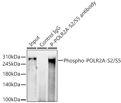 Phospho-RNA pol II CTD (Ser2, Ser5) Antibody in Immunoprecipitation (IP)