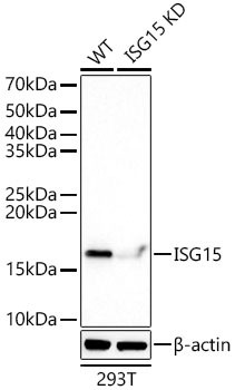 ISG15 Antibody in Western Blot (WB)