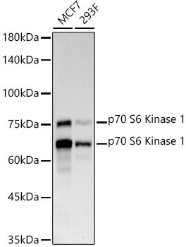 p70 S6 Kinase Antibody in Western Blot (WB)