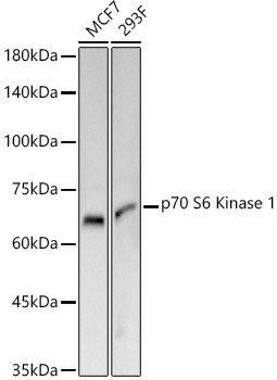 p70 S6 Kinase Antibody in Western Blot (WB)