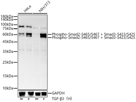 Phospho-SMAD2/SMAD3 (Ser465, Ser467, Ser423, Ser425) Antibody in Western Blot (WB)
