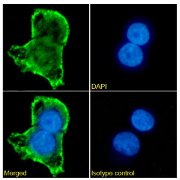 Mesothelin Chimeric Antibody in Immunocytochemistry (ICC/IF)