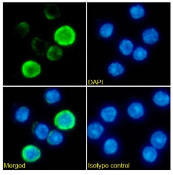 TCR alpha/beta Chimeric Antibody in Immunocytochemistry (ICC/IF)