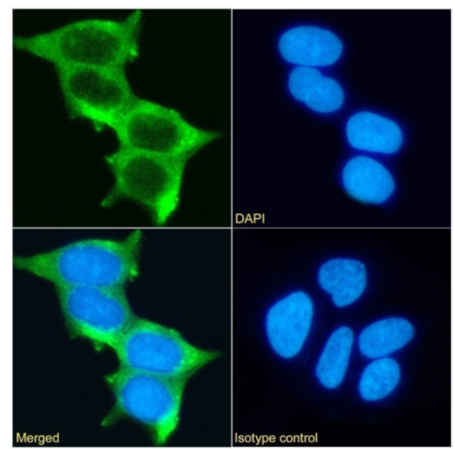 MUC1 Chimeric Antibody in Immunocytochemistry (ICC/IF)