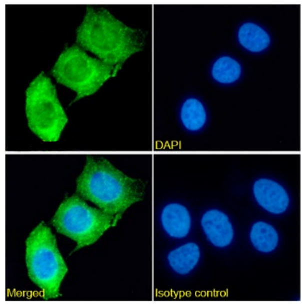 MUC1 Chimeric Antibody in Immunocytochemistry (ICC/IF)