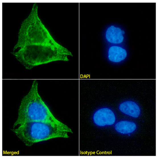 MUC1 Chimeric Antibody in Immunocytochemistry (ICC/IF)