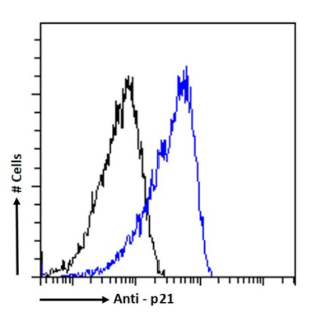 p21 Chimeric Antibody in Flow Cytometry (Flow)