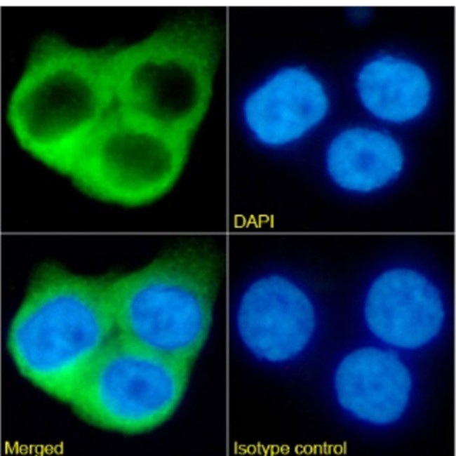 CRP Chimeric Antibody in Immunocytochemistry (ICC/IF)