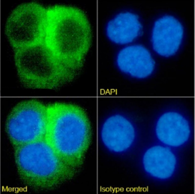 CRP Chimeric Antibody in Immunocytochemistry (ICC/IF)