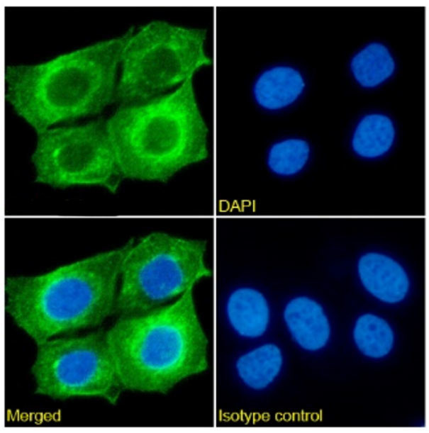 CD98 Chimeric Antibody in Immunocytochemistry (ICC/IF)