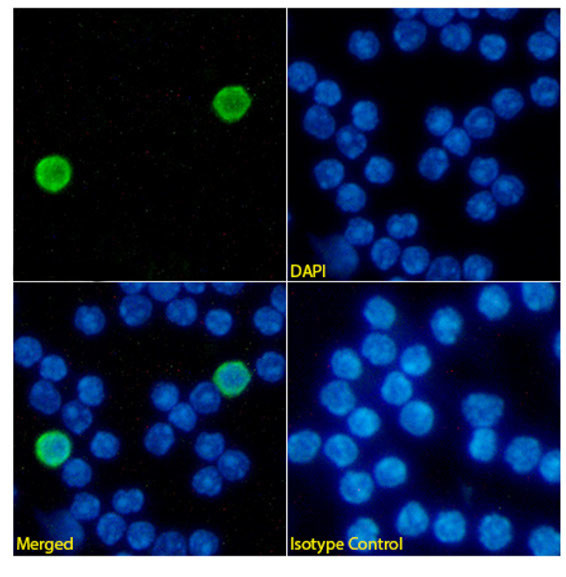 CD40 Chimeric Antibody in Immunocytochemistry (ICC/IF)