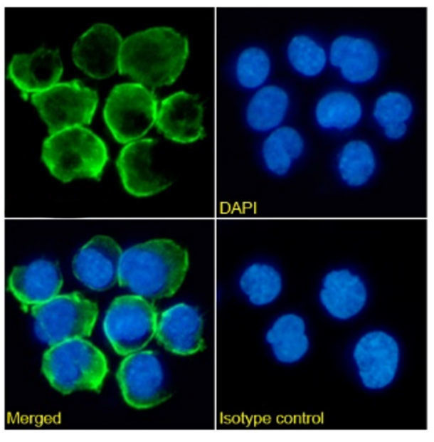 CD32 Chimeric Antibody in Immunocytochemistry (ICC/IF)