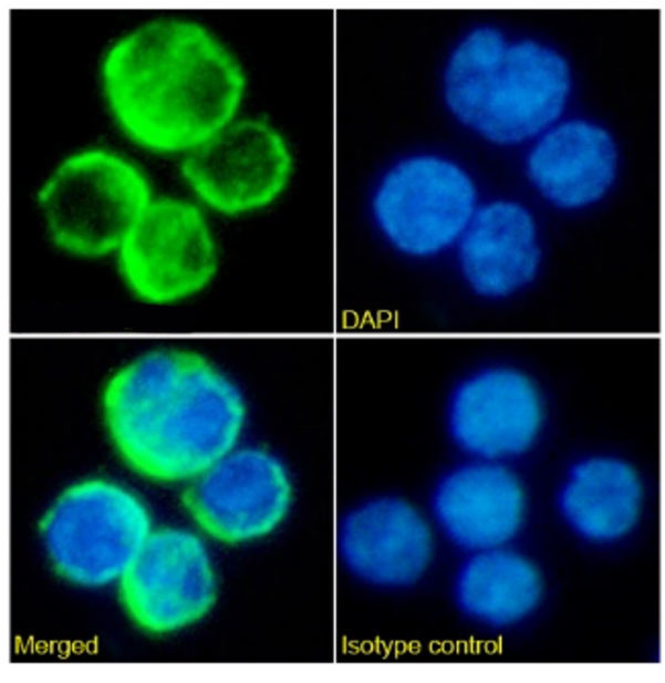 CD205 Chimeric Antibody in Immunocytochemistry (ICC/IF)