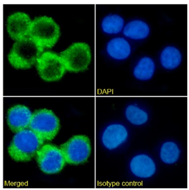 CD123 Chimeric Antibody in Immunocytochemistry (ICC/IF)