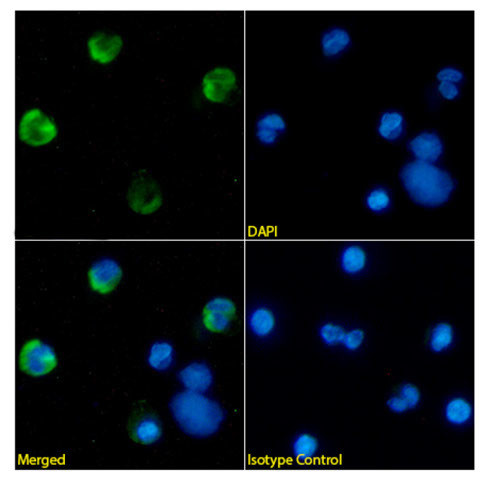 CEACAM8 Antibody in Immunocytochemistry (ICC/IF)