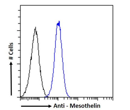 Mesothelin Antibody in Flow Cytometry (Flow)