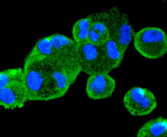 PTEN Antibody in Immunocytochemistry (ICC/IF)