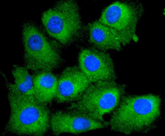 PTEN Antibody in Immunocytochemistry (ICC/IF)