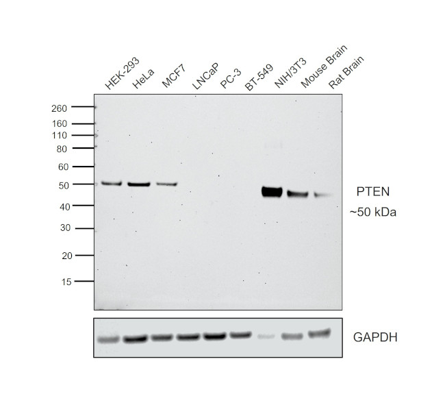 PTEN Antibody in Western Blot (WB)