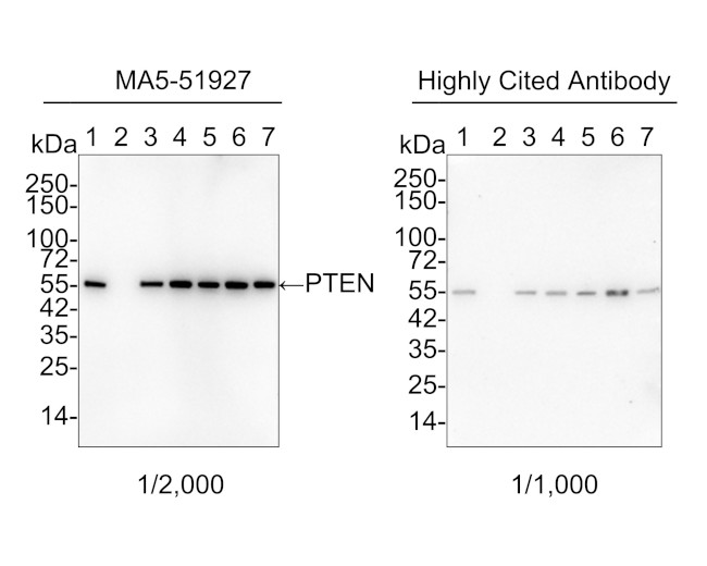 PTEN Antibody in Western Blot (WB)