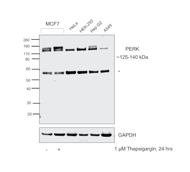 PERK Antibody in Western Blot (WB)