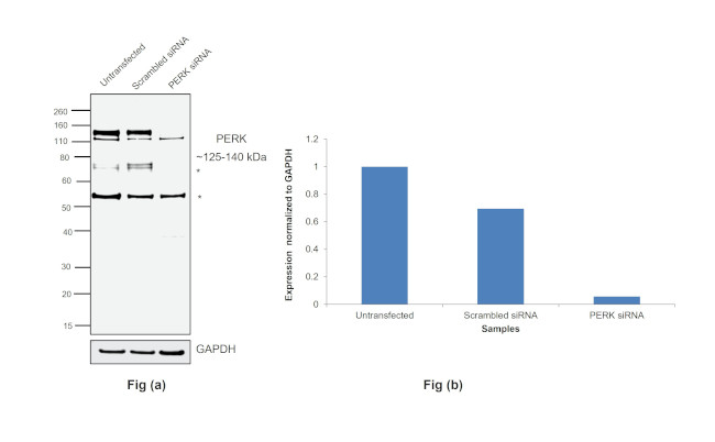 PERK Antibody in Western Blot (WB)