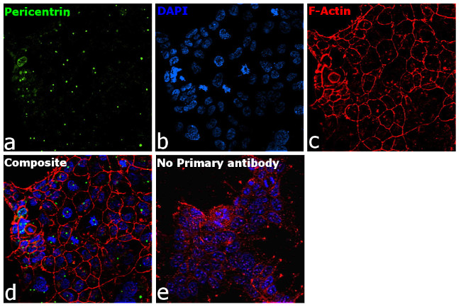 Pericentrin Antibody in Immunocytochemistry (ICC/IF)