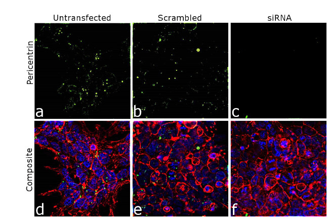 Pericentrin Antibody in Immunocytochemistry (ICC/IF)