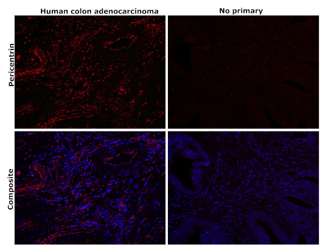 Pericentrin Antibody in Immunohistochemistry (Paraffin) (IHC (P))