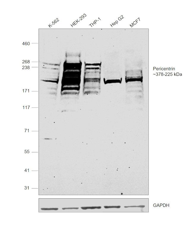 Pericentrin Antibody in Western Blot (WB)