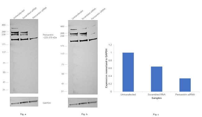 Pericentrin Antibody in Western Blot (WB)