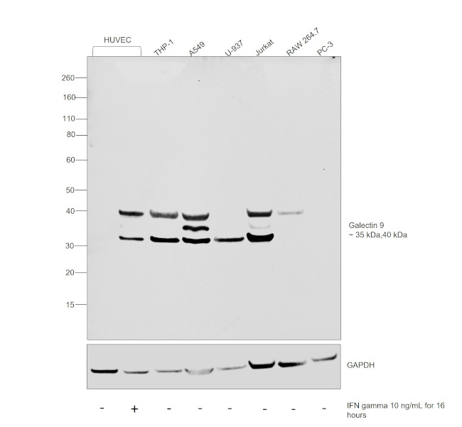 Galectin 9 Antibody in Western Blot (WB)