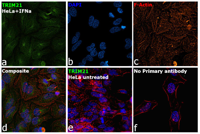 TRIM21 Antibody in Immunocytochemistry (ICC/IF)