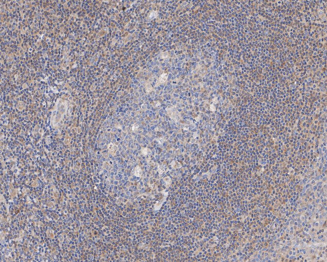 TRIM21 Antibody in Immunohistochemistry (Paraffin) (IHC (P))