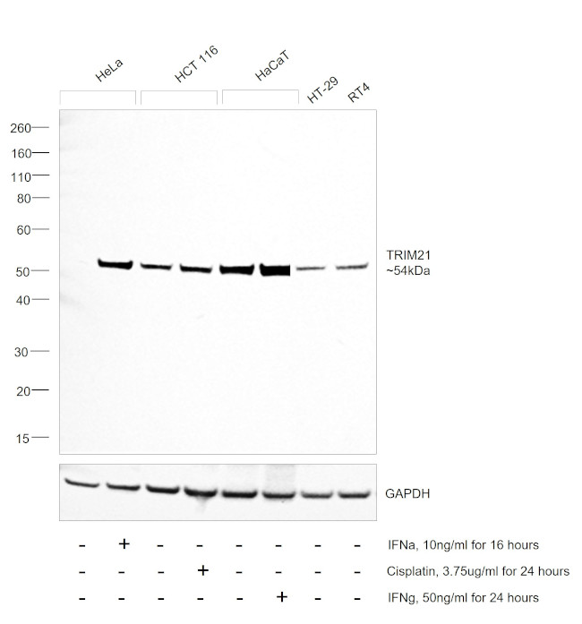 TRIM21 Antibody in Western Blot (WB)