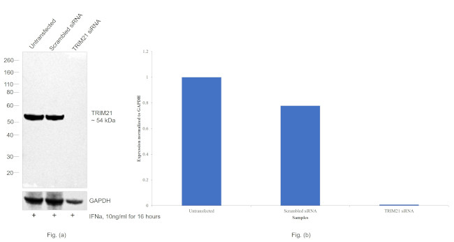 TRIM21 Antibody in Western Blot (WB)