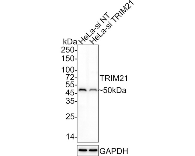 TRIM21 Antibody in Western Blot (WB)