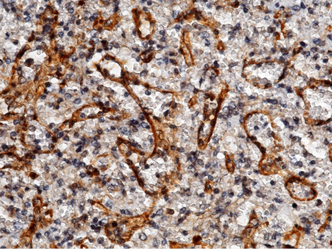 ICAM-2 Antibody in Immunohistochemistry (Paraffin) (IHC (P))