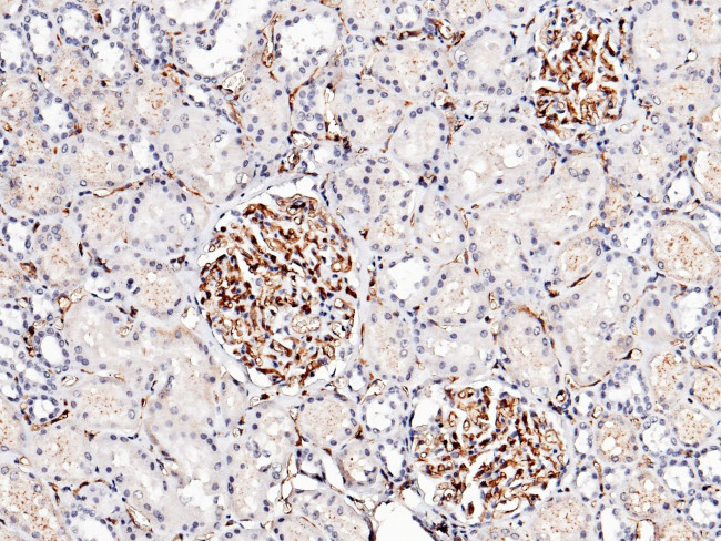 ICAM-2 Antibody in Immunohistochemistry (Paraffin) (IHC (P))