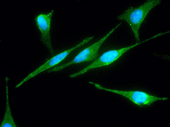 JNK2 Antibody in Immunocytochemistry (ICC/IF)