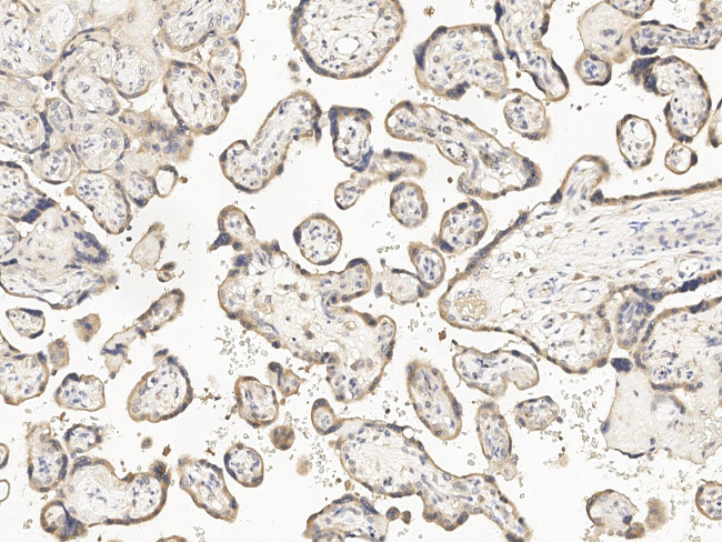 GDF15 Antibody in Immunohistochemistry (Paraffin) (IHC (P))