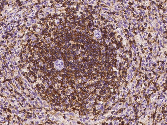 IL-16 Antibody in Immunohistochemistry (Paraffin) (IHC (P))