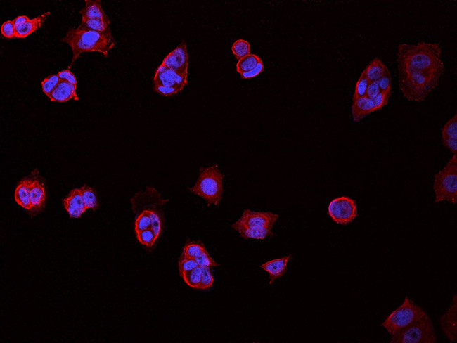 CD98 Antibody in Immunocytochemistry (ICC/IF)