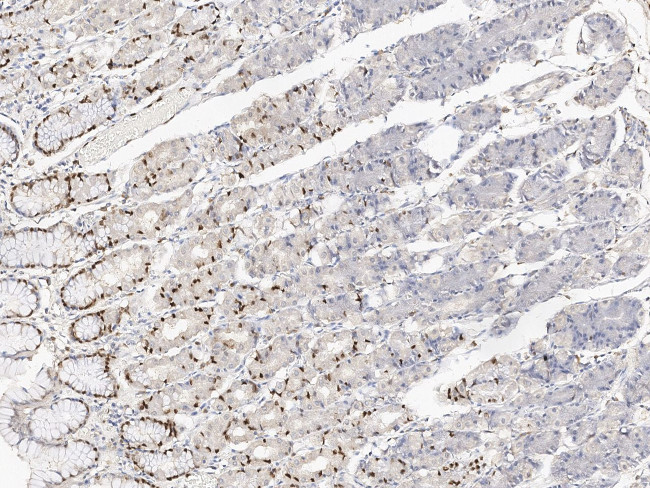 IL-33 Antibody in Immunohistochemistry (Paraffin) (IHC (P))