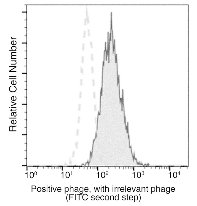 Bacteriophage M13 Antibody in Flow Cytometry (Flow)