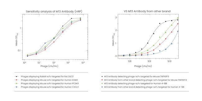 Bacteriophage M13 Antibody in ELISA (ELISA)