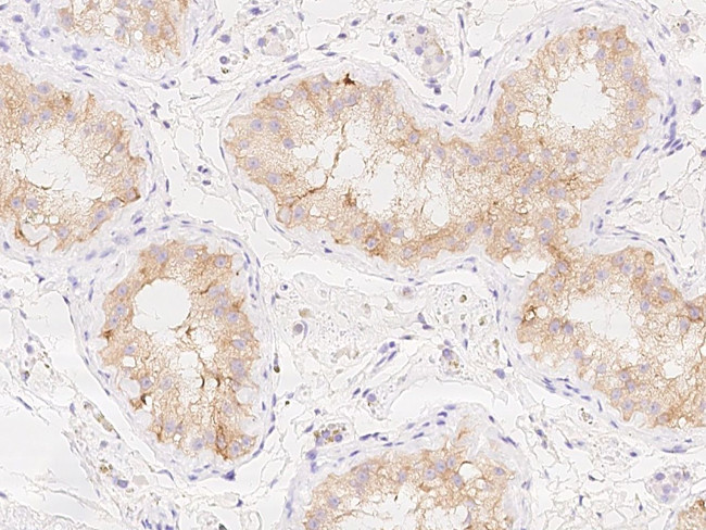 AMH Antibody in Immunohistochemistry (Paraffin) (IHC (P))