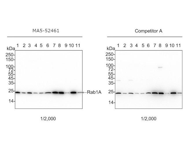 RAB1A Antibody in Western Blot (WB)